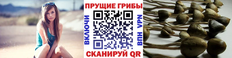 сайты даркнета состав  Россошь  Псилоцибиновые грибы Magic Shrooms 